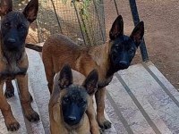Safkan Belçika kurdu arama kurtarma yavruları