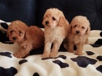 SEVİMLİ POODLE YAVRULAR