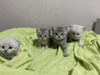 British shorthair 2 aylık