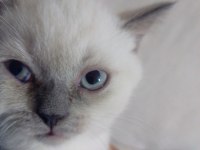British blue point