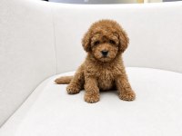 KALİTELİ TOY POODLE YAVRULAR