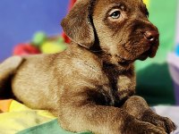 ŞOK ŞOK FİYATA KAHVERENGİ LABRADOR YAVRULAR