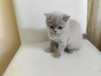 A+ kalite lilak rengi özel bir dişi british shorthair