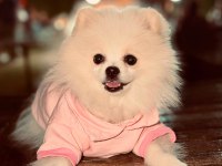 Minik Panda Pomeranian Dişi