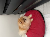 Pomeranian boo erkeğimiz yuvasını arıyor