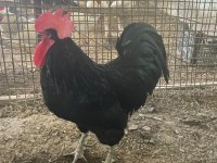 Austrolorp horoz