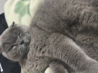 Dünyanın en sakin uslu kedisi scottish fold