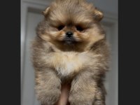 Sağlık Ve Irk Garantili Pomeranian Boo