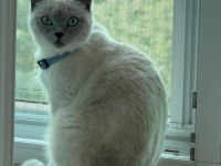 8 Aylık Dişi British Shorthair