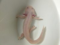 Aksolotl sürüngen
