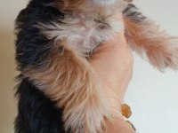 2 aylık dişi yorkshire terrier