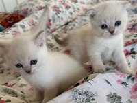 Maviş gözlü kar beyaz son scottish fold minnaklarım uygun