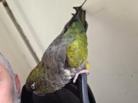 full evcil patagonya konur (bebek gibi sevdirir)