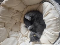 1 yaşında dişi russian blue