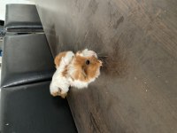 25 günlük yavru ginepigler