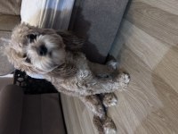 Tarçın maltipoo kızım 1 yaşında