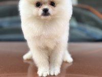 A Class Üst Düzey Pomeranian Yavrular