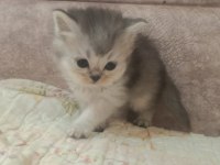 SAFKAN ÇOK ŞİRİN BEBEK BRİTİSH SHORTHAİR YAVRULARIMIZ