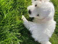 Orjinal ırk maltese terrier sağlık ve ırk garantidir