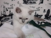 British Shorthair Bluepoint Miniklerimiz Ailelerini Bekliyor