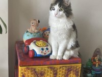 1 yaşında erkek kısır oyuncu tekir kedim