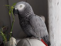 Çok konuşan geveze jako