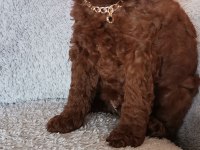 Toy poodle erkek yavrum