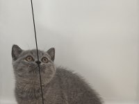British shorthair gri ayı kafa yavrular