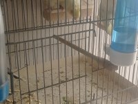 Yavru Sultan Papağanı