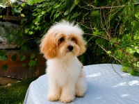 Sütlü Kahve Tadında Kore Maltipoo Yavru