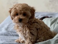 Maltipoo Yavrumuz Toy Poodle Tadında