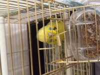 3 aylık dişi teksas jumbo muhabbet kuşu