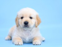 Golden Retriever Adrese Teslim Kapıda Ödeme Yapabilirsiniz
