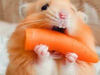 Hamster Yavruları Sahiplendirme