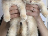 British golden ny 12 ve black golden