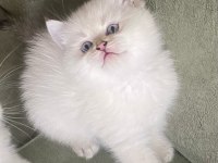 Silver british longhair dişi ve erkek bebekler