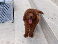 Kore poodle erkek dişi köpekler