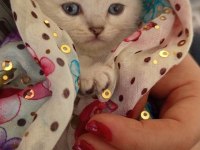 British golden ve shorthair yavrularımız