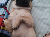 Pug Köpeğimiz Rıfkı Bey