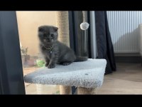 Scottish fold aslan parçasına yuva arıyoruz