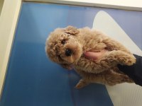 Poodle yavrularımız
