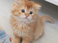 British Longhair Golden Ve Beyaz 4 Yavru