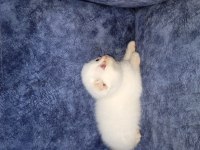 British shorthair kızımız ilanda
