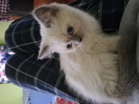 BRİTİSH SHORTHAİR KEDİMİZ DUMANA YUVA ARIYORIZ