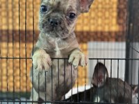 Çift DNA mükemmel anatomi french bulldog