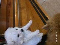 Muhteşem pomeranian minik ayıcıklar yuvanıza uğur getirecek