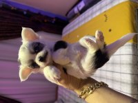 45 günlük uzun tüylü chihuahua dişi ve erkek orjinal