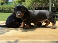 ŞECERELİ DACHSHUND YAVRULARI SOSİS