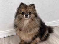 Pomeranian Dişi Hamile