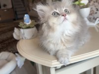 British Longhair Blue Golden Ay Kardeşler